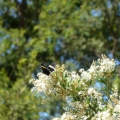 Eutrichopidia latinus (Yellow-banded Day-moth) at Charleys Forest, NSW - 19 Jan 2021 by arjay