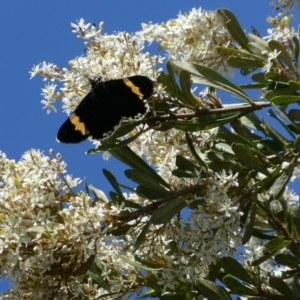 Eutrichopidia latinus at Charleys Forest, NSW - suppressed