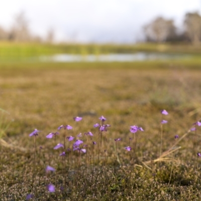 Utricularia dichotoma (Fairy Aprons, Purple Bladderwort) at Yaouk, NSW - 21 Jan 2023 by trevsci