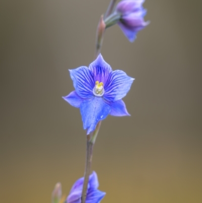 Thelymitra cyanea (Veined Sun Orchid) at Scabby Range Nature Reserve - 21 Jan 2023 by trevsci