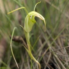 Diplodium decurvum (Summer greenhood) at Scabby Range Nature Reserve - 20 Jan 2023 by trevsci