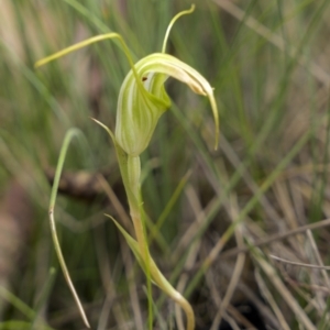 Diplodium decurvum at Yaouk, NSW - 21 Jan 2023