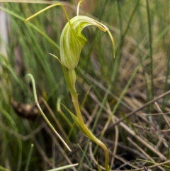 Diplodium decurvum at Yaouk, NSW - 21 Jan 2023