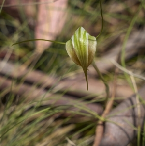 Diplodium decurvum at Yaouk, NSW - suppressed