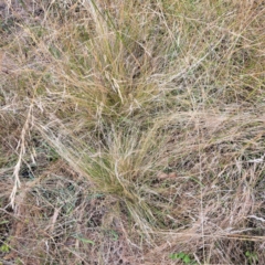 Nassella trichotoma (Serrated Tussock) at The Fair, Watson - 23 Jan 2023 by abread111