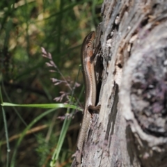 Pseudemoia entrecasteauxii (Woodland Tussock-skink) at Cotter River, ACT - 10 Jan 2023 by RAllen