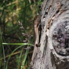 Pseudemoia entrecasteauxii at Cotter River, ACT - 10 Jan 2023