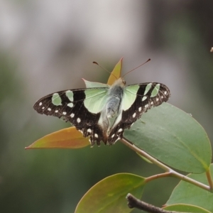 Graphium macleayanum at Brindabella, NSW - 10 Jan 2023