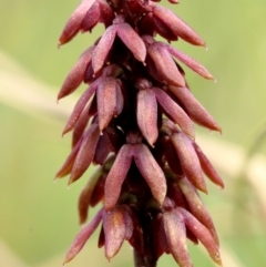 Corunastylis densa (Dense Midge Orchid) at Glenquarry, NSW - 23 Jan 2023 by Snowflake