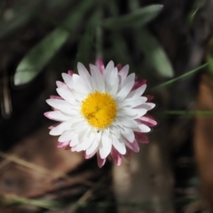 Leucochrysum alpinum (Alpine Sunray) at Cotter River, ACT - 10 Jan 2023 by RAllen