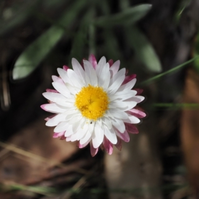 Leucochrysum alpinum (Alpine Sunray) at Cotter River, ACT - 10 Jan 2023 by RAllen