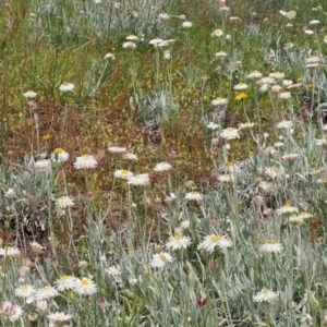 Leucochrysum alpinum at Cotter River, ACT - 10 Jan 2023