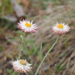 Leucochrysum alpinum at Cotter River, ACT - 10 Jan 2023