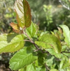 Malus sp. (Crab Apple) at Kosciuszko National Park, NSW - 22 Jan 2023 by NedJohnston