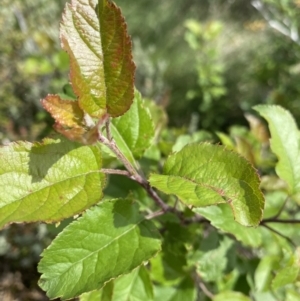 Malus sp. at Kosciuszko National Park, NSW - 22 Jan 2023