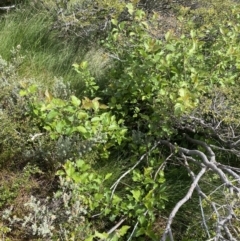 Malus sp. at Kosciuszko National Park, NSW - 22 Jan 2023