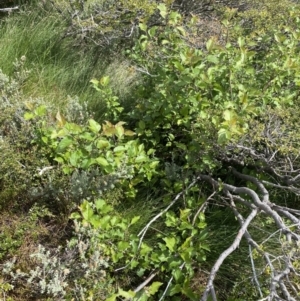 Malus sp. at Kosciuszko National Park, NSW - 22 Jan 2023