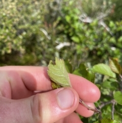 Malus sp. at Kosciuszko National Park, NSW - 22 Jan 2023