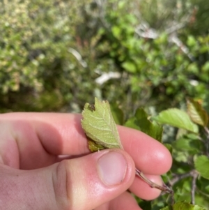 Malus sp. at Kosciuszko National Park, NSW - 22 Jan 2023