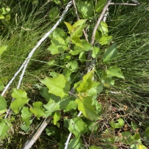 Malus sp. at Kosciuszko National Park, NSW - 22 Jan 2023