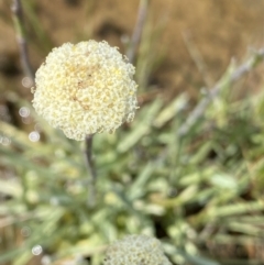 Craspedia alba (White Billy Buttons) at Kosciuszko National Park, NSW - 21 Jan 2023 by Ned_Johnston