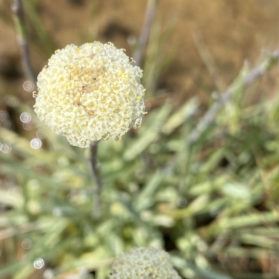 Craspedia alba (White Billy Buttons) at Kosciuszko National Park, NSW - 21 Jan 2023 by Ned_Johnston