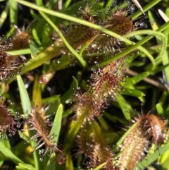 Drosera arcturi (Alpine Sundew) at Munyang, NSW - 22 Jan 2023 by NedJohnston