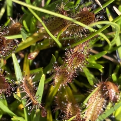 Drosera arcturi (Alpine Sundew) at Munyang, NSW - 21 Jan 2023 by Ned_Johnston