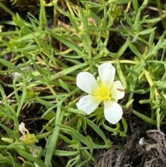 Ranunculus millanii (Dwarf Buttercup) at Munyang, NSW - 21 Jan 2023 by Ned_Johnston