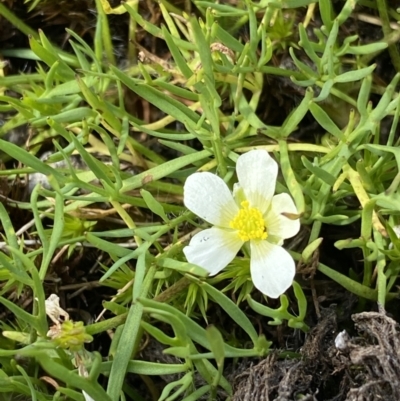 Ranunculus millanii (Dwarf Buttercup) at Munyang, NSW - 22 Jan 2023 by NedJohnston