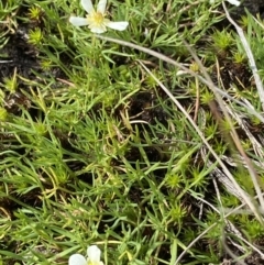 Ranunculus millanii at Munyang, NSW - 22 Jan 2023 10:36 AM