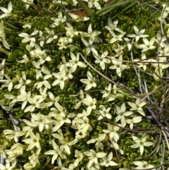 Stackhousia pulvinaris (Alpine Stackhousia) at Kosciuszko National Park - 21 Jan 2023 by Ned_Johnston