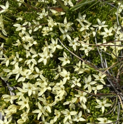 Stackhousia pulvinaris (Alpine Stackhousia) at Munyang, NSW - 21 Jan 2023 by Ned_Johnston