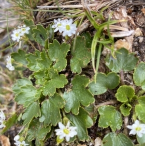 Dichosciadium ranunculaceum var. ranunculaceum at Kosciuszko, NSW - 22 Jan 2023