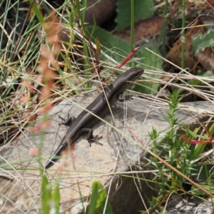 Pseudemoia entrecasteauxii at Cotter River, ACT - 10 Jan 2023 03:02 PM