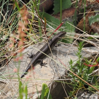 Pseudemoia entrecasteauxii (Woodland Tussock-skink) at Bimberi Nature Reserve - 10 Jan 2023 by RAllen