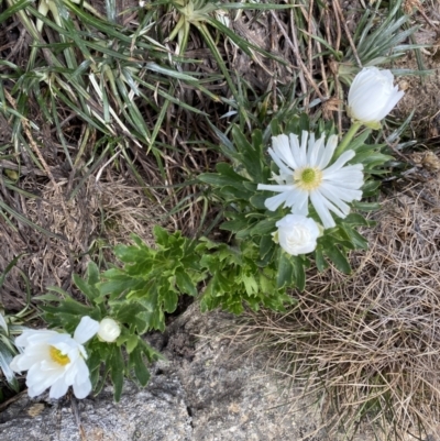 Ranunculus anemoneus (Anemone Buttercup) at Mt Kosciuszko Summit - 21 Jan 2023 by Ned_Johnston