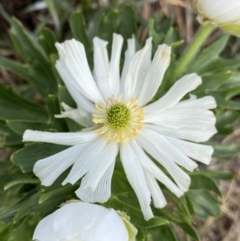 Ranunculus anemoneus at Munyang, NSW - 22 Jan 2023