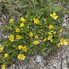 Ranunculus graniticola (Granite Buttercup) at Munyang, NSW - 22 Jan 2023 by NedJohnston