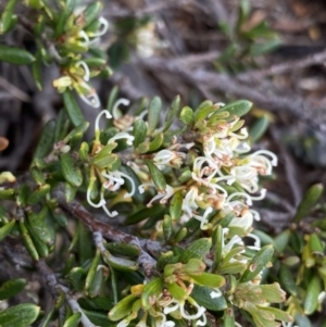 Grevillea australis at Kosciuszko, NSW - 22 Jan 2023 08:26 AM