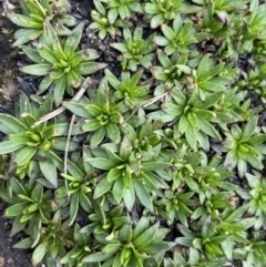 Plantago glacialis (Snow Star-Plantain) at Munyang, NSW - 21 Jan 2023 by Ned_Johnston