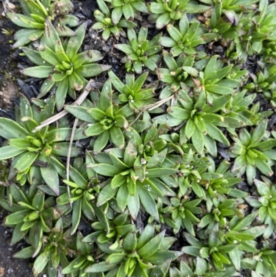 Plantago glacialis (Snow Star-Plantain) at Munyang, NSW - 21 Jan 2023 by Ned_Johnston