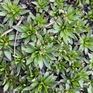 Plantago glacialis at Munyang, NSW - 22 Jan 2023