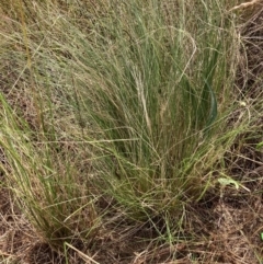 Nassella trichotoma (Serrated Tussock) at The Fair, Watson - 23 Jan 2023 by waltraud