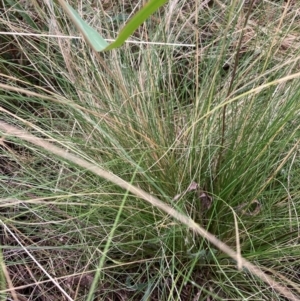 Nassella trichotoma at Watson, ACT - 23 Jan 2023