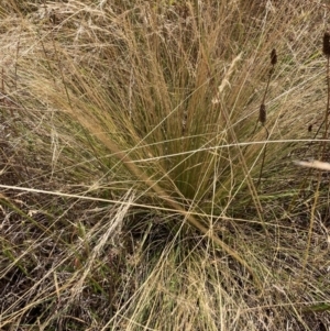 Nassella trichotoma at Watson, ACT - 23 Jan 2023