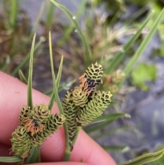 Carex hypandra (Alpine Fen-Sedge) at Kosciuszko, NSW - 21 Jan 2023 by Ned_Johnston