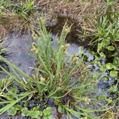 Carex hypandra at Kosciuszko, NSW - 22 Jan 2023