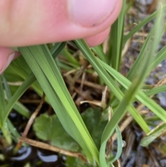 Carex hypandra at Kosciuszko, NSW - 22 Jan 2023 08:07 AM
