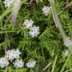 Oreomyrrhis pulvinifica (Cushion Carraway) at Kosciuszko, NSW - 21 Jan 2023 by Ned_Johnston